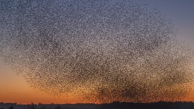 Birds of a Feather Meaning