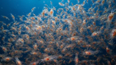 Krill Meaning