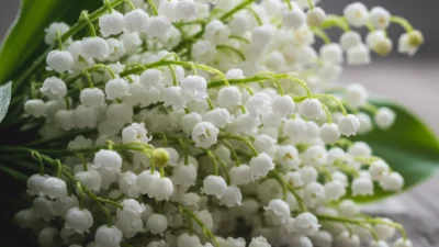 Lily of the Valley Meaning